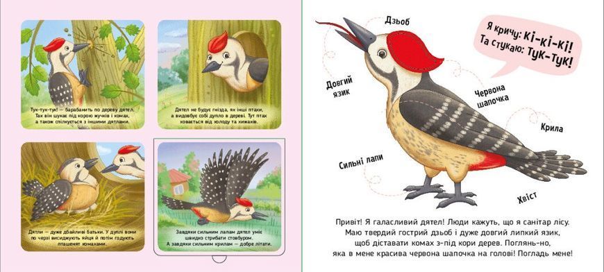 Тактильна книга Познайомся і погладь. Лісові тварини 2903457982 фото