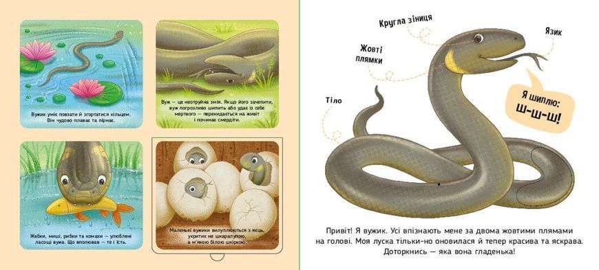 Тактильна книга Познайомся і погладь. Лісові тварини 2903457982 фото
